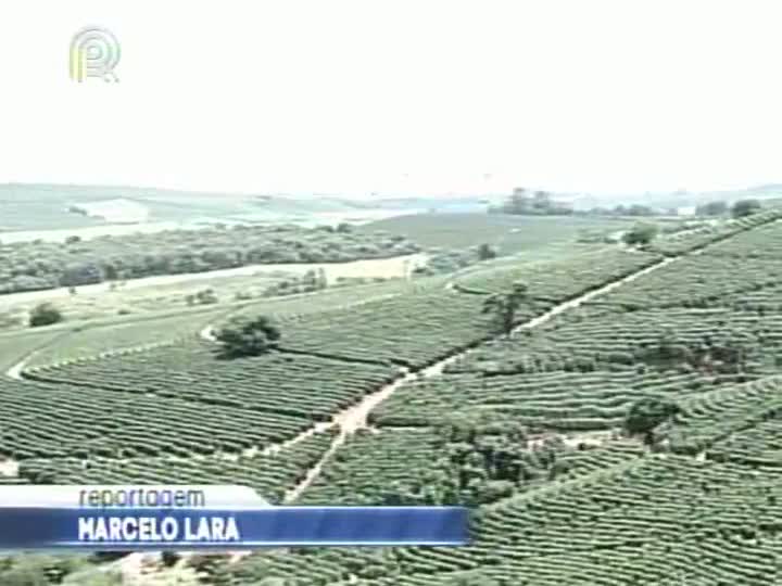 Vetos ao texto do Código Florestal preocupam cafeicultores de Minas Gerais