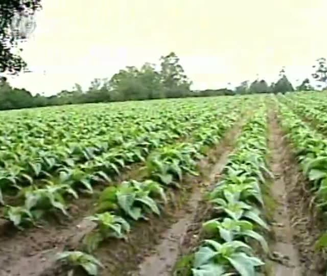 Alta na exportação brasileira de tabaco pode chegar a 6% em 2012, diz SindiTabaco