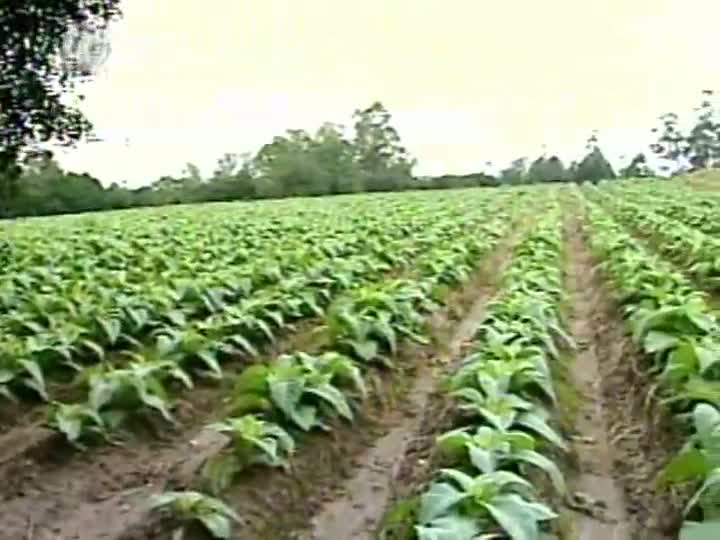 Alta na exportação brasileira de tabaco pode chegar a 6% em 2012, diz SindiTabaco