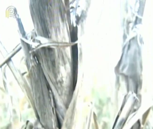 Lavouras de milho são afetadas em Ilinois pela estiagem