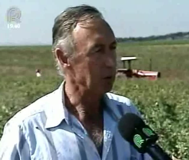 Lavoura experimental de tabaco energético deve ter produção de seis toneladas por hectare no RS