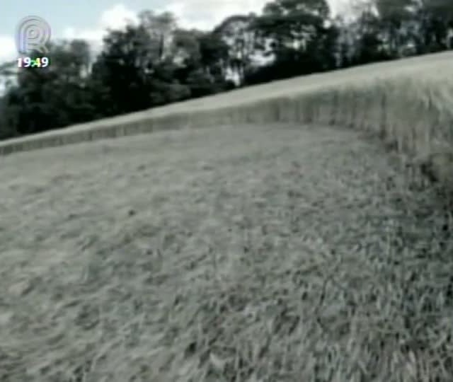 Marcas misteriosas aparecem nas lavouras em Ipuaço (SC)