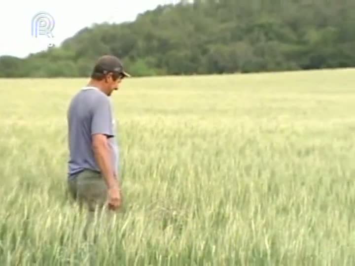 Frustração na produção do trigo no Rio Grande do Sul