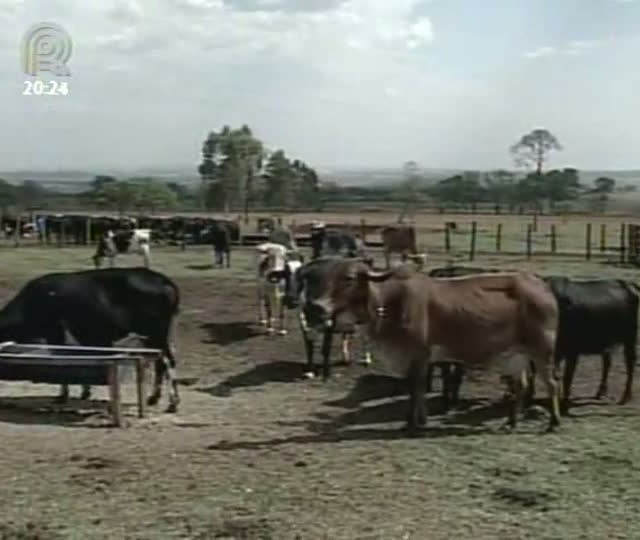 Nem todo pecuarista se prepara para os dias de vacas magras