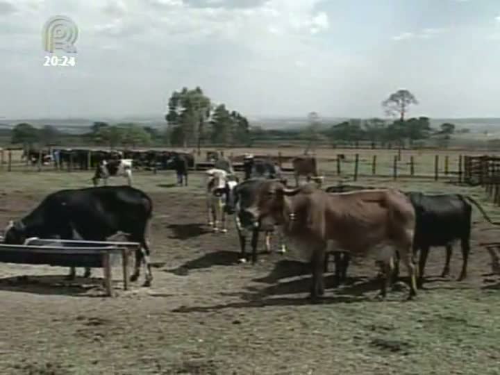 Nem todo pecuarista se prepara para os dias de vacas magras