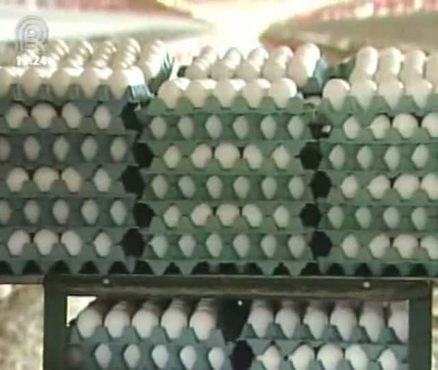 No Dia Mundial do Ovo, ações promovem consumo do produto
