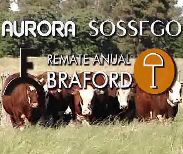 Aurora e Sossego - Remate Anual Braford