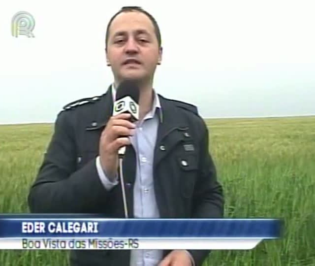Lavouras de trigo e milho do RS correm risco devido à chuva