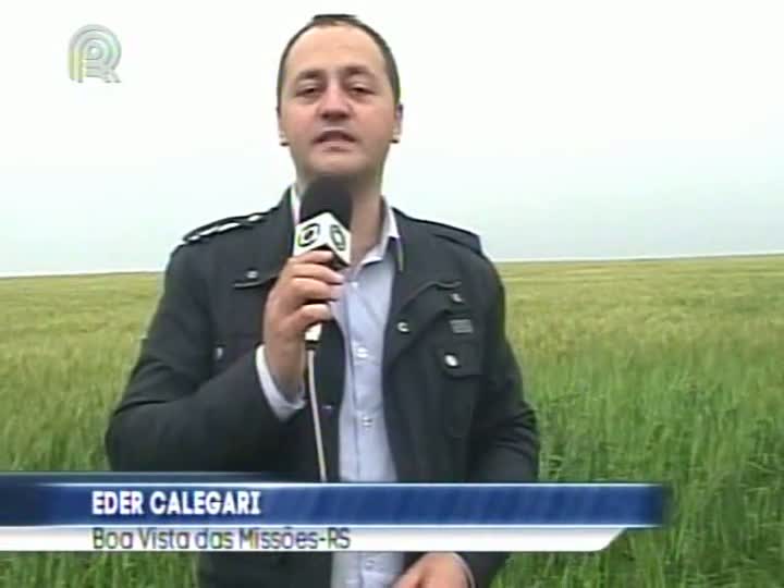 Lavouras de trigo e milho do RS correm risco devido à chuva