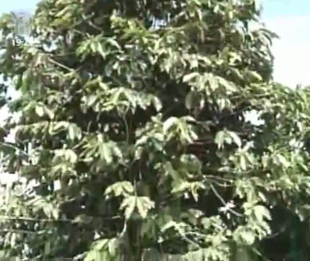 Preço médio do café acumula queda de 30%