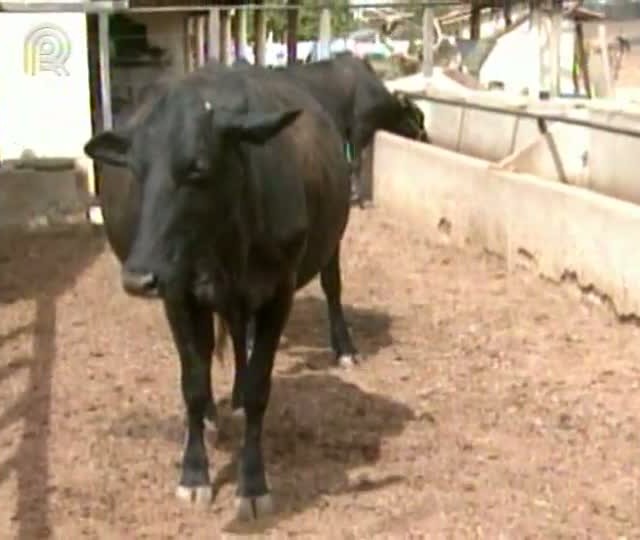 Seca prejudica alimentação do gado no Nordeste