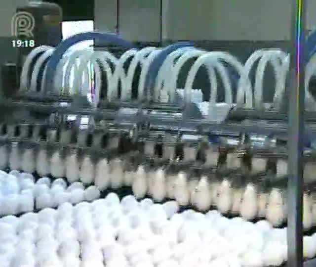 Mercado de ovos se prepara para aumento de vendas no fim do ano