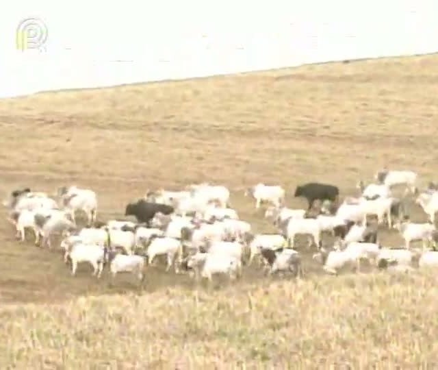 Produtores demonstram preocupação com preço do boi, soja e milho
