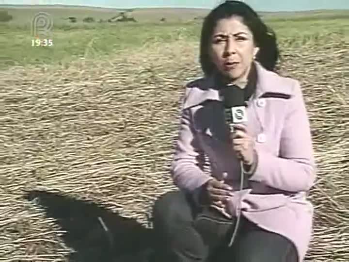 Geada preocupa agricultores do Rio Grande do Sul