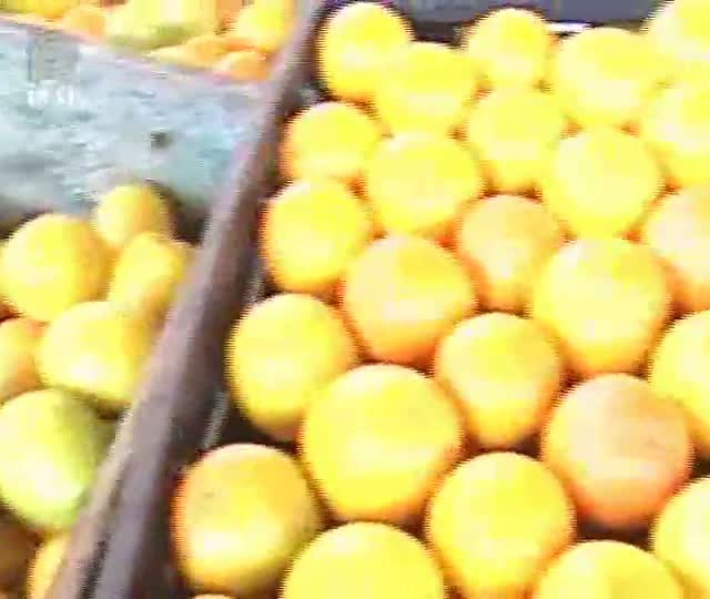 Governo realiza leilão de Pepro para amenizar crise na citricultura