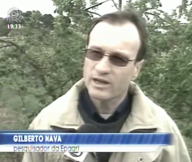 Frio e neve prejudicam agronegócio em Santa Catarina