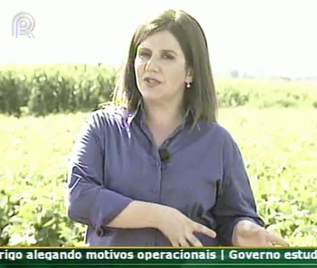Saiba como detectar erros na plantação