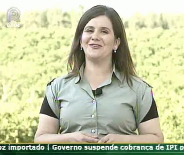 Conheça os passos para garantir renda na produção de mandioca