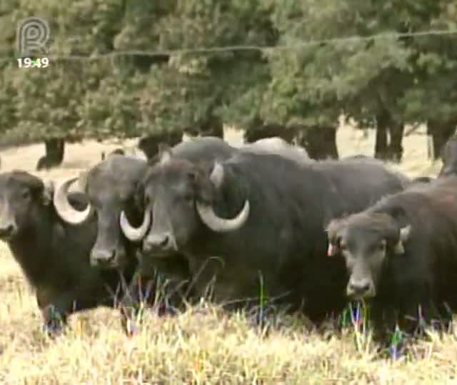 Criadores de búfalos investem na produção de carnes para cortes especiais