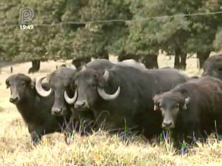 Criadores de búfalos investem na produção de carnes para cortes especiais