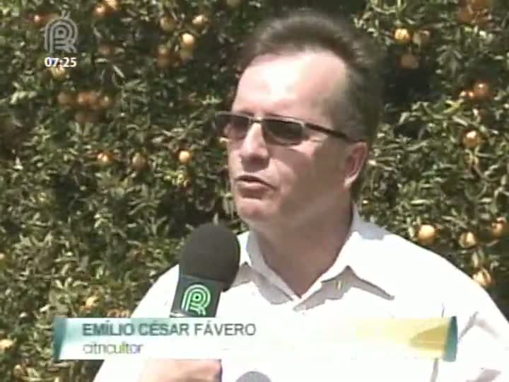 Produtores e indústria reclamam margem de lucro com a produção de laranja