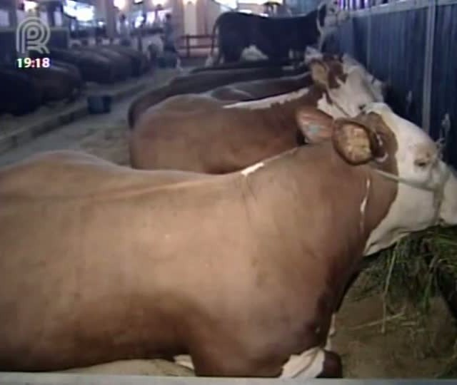 Vendas de animais na Expointer devem superar números de 2011