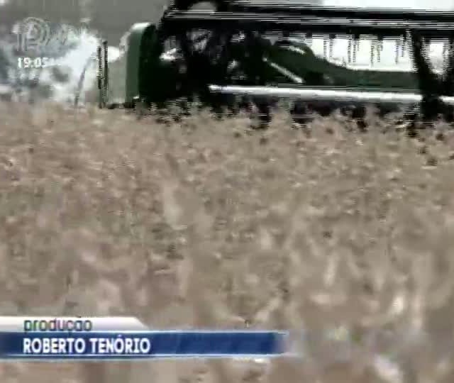 Próxima safra de soja pode ser a mais rentável da história