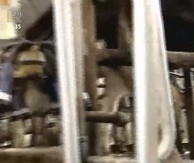 Conheça a produção de leite nos Estados Unidos