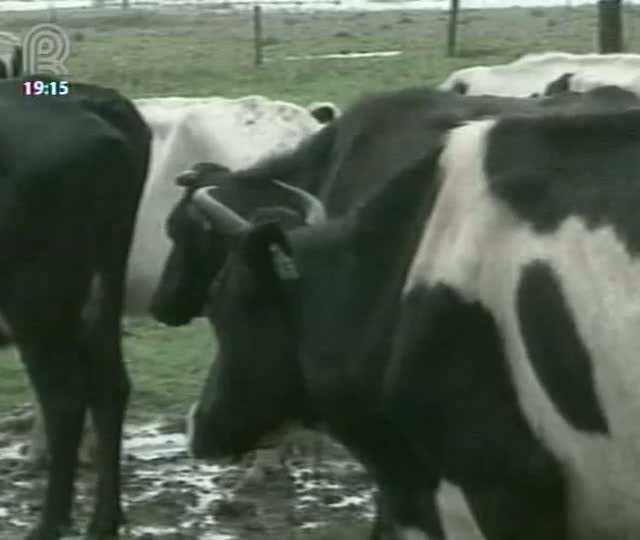 Chuva no Rio Grande do Sul deve amenizar prejuízos no campo