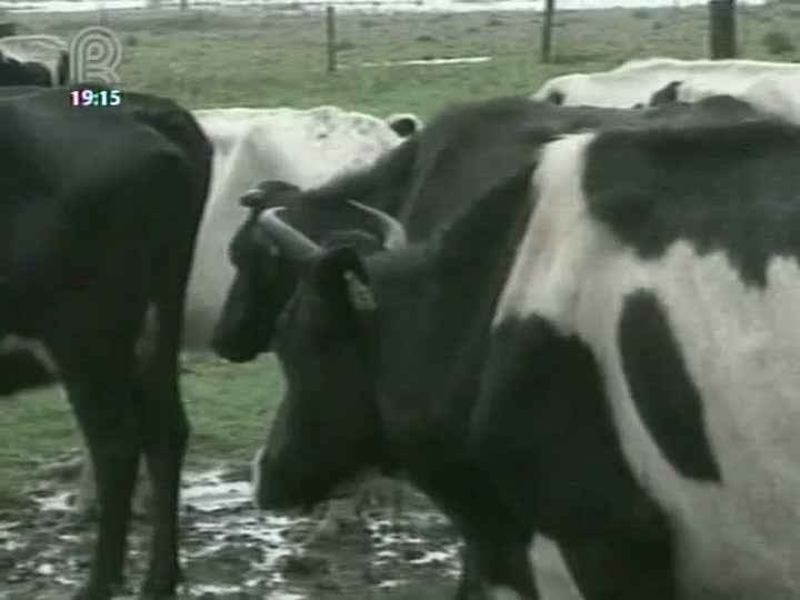 Chuva no Rio Grande do Sul deve amenizar prejuízos no campo