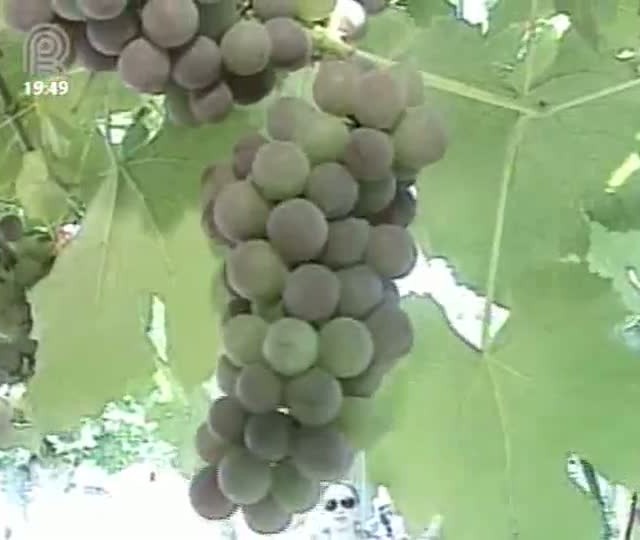 Pesquisa mostra que tratamento a base de suco de uva pode gerar bons resultados na saúde