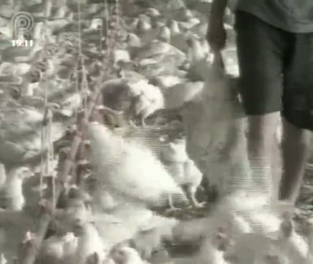 Governo garante milho para avicultura