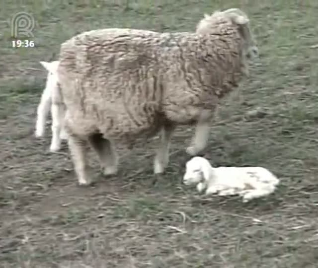 Começa período de nascimento dos cordeiros