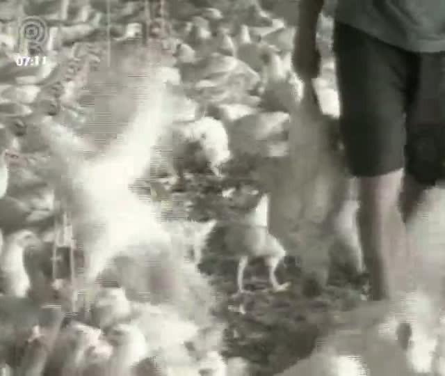 Governo garante milho para avicultura