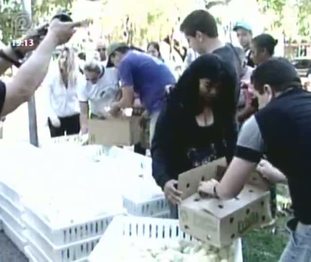 Avicultores paulistas doam pintinhos