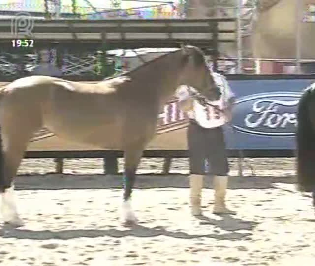 Começam provas para final do Freio de Ouro