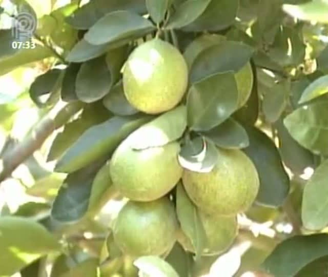 Aumenta preço do limão taiti