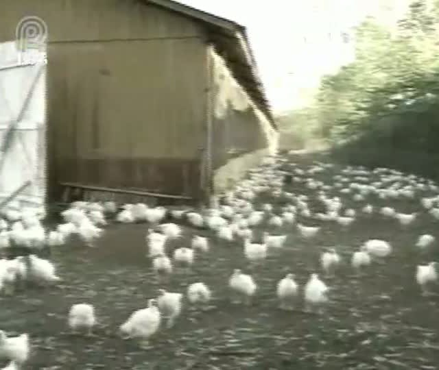 Crise dos frangos e suínos já atinge o consumidor