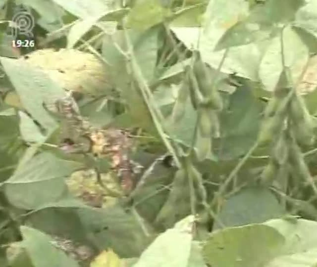 Safra 2012/2013 de soja do Mato Grosso já está ameaçada