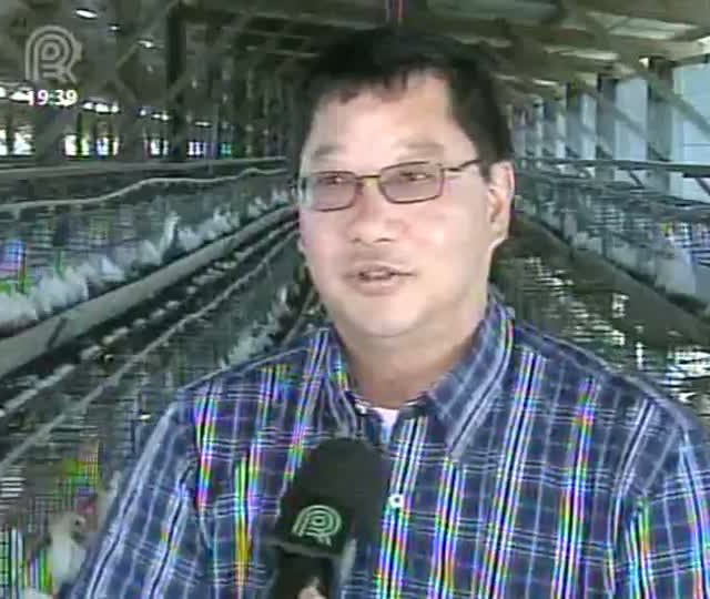 Produtores de ovos buscam alternativas