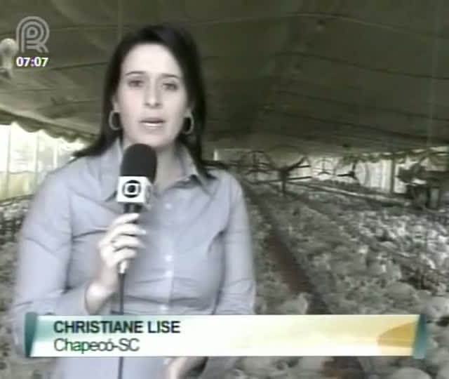 Crise dos frangos e suínos já atinge o consumidor