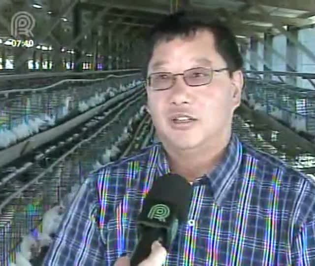 Produtores de ovos buscam alternativas
