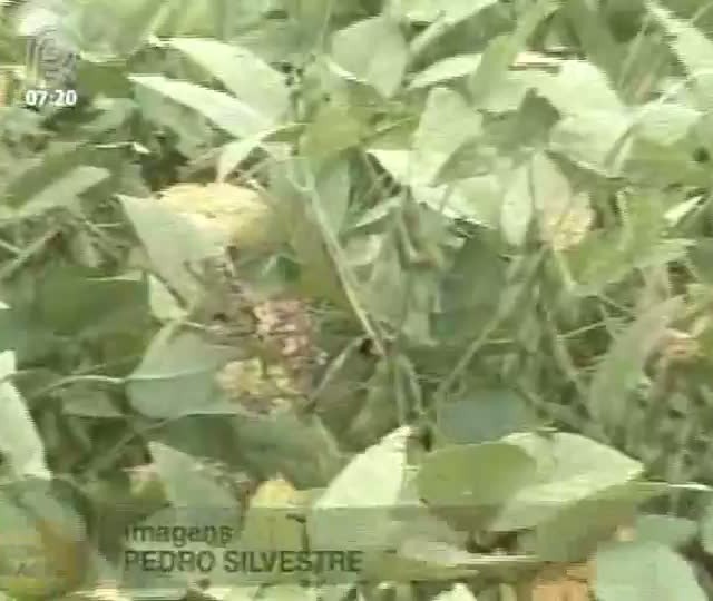 Safra 2012/2013 de soja do Mato Grosso já está ameaçada