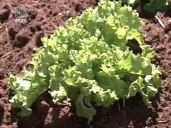 Preço pago aos produtores de hortaliças cai