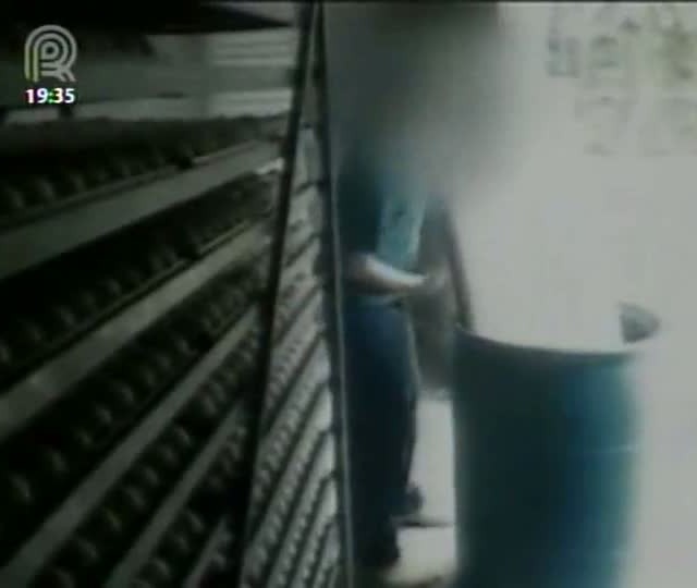 Polícia investigará mortandade de aves em Santa Catarina