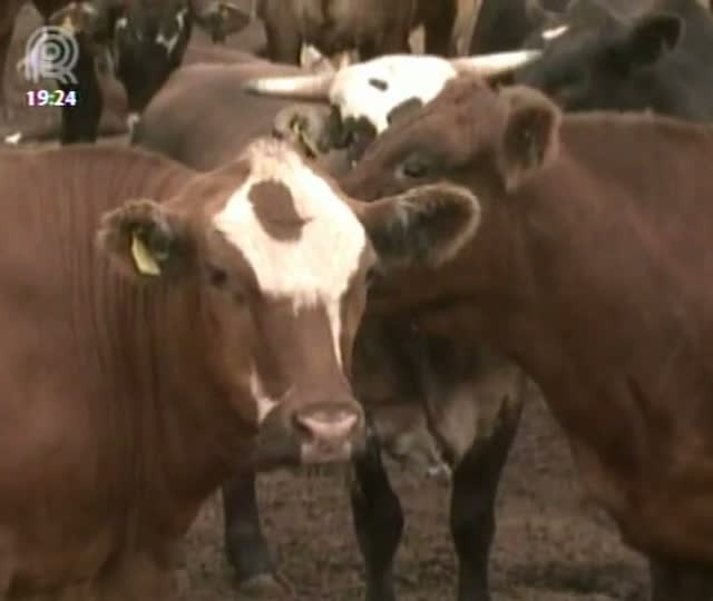 Abates da raça angus crescem no país