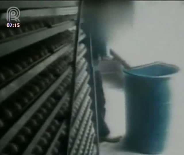 Polícia investigará mortandade de aves em Santa Catarina