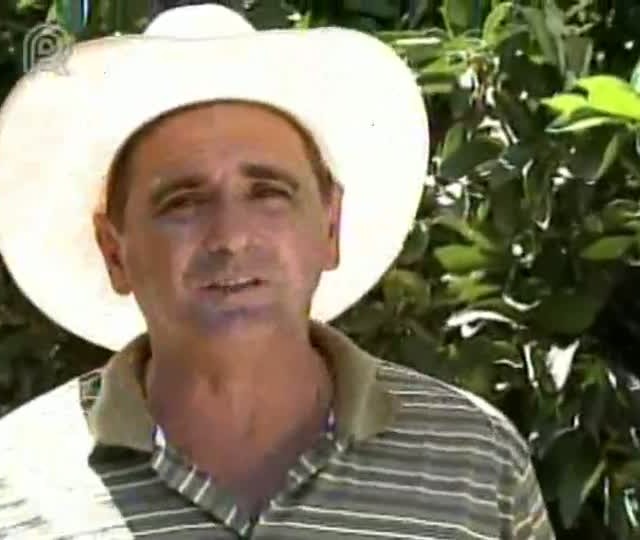 Aumenta preço do limão taiti