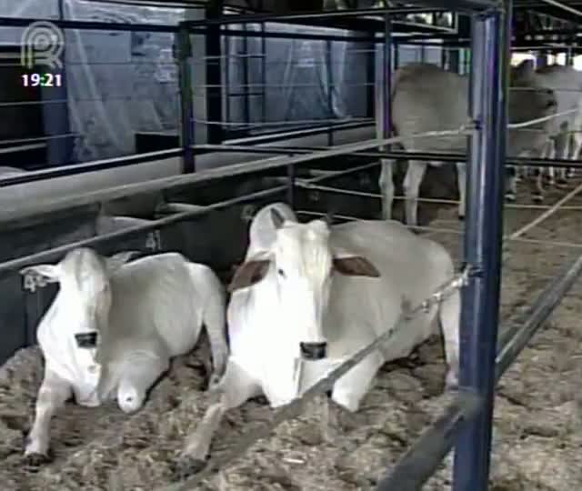 Começa a Expogenética em Uberaba (MG)