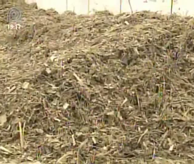 Especialistas recomendam cautela na substituição do farelo de soja por caroço de algodão